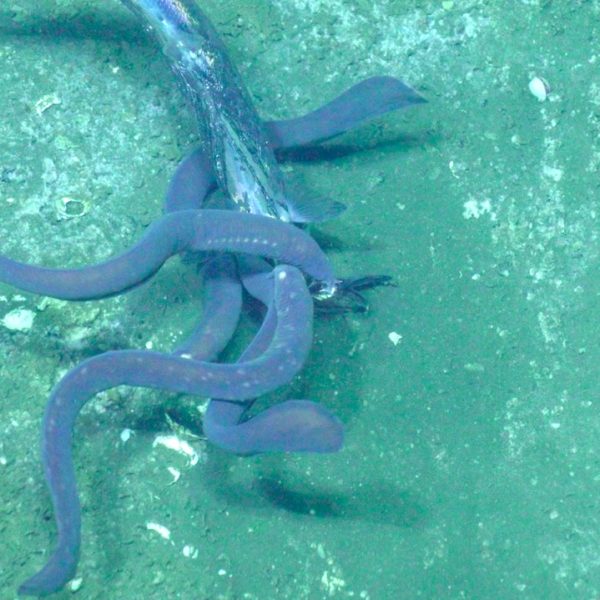 Hagfish feeding frenzy