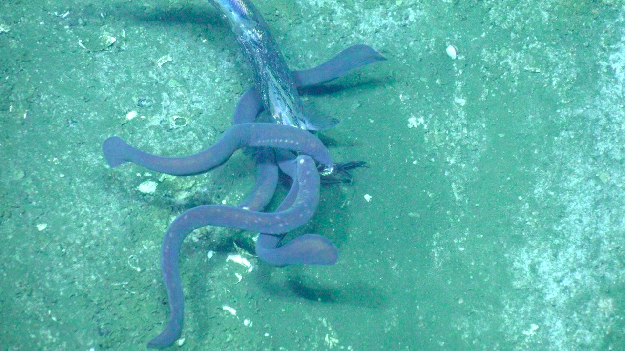 Hagfish feeding frenzy