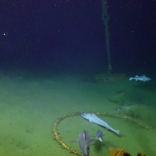 J2-1714 Sable Fish.sm. Offshore.sulis_20250812180254 copy