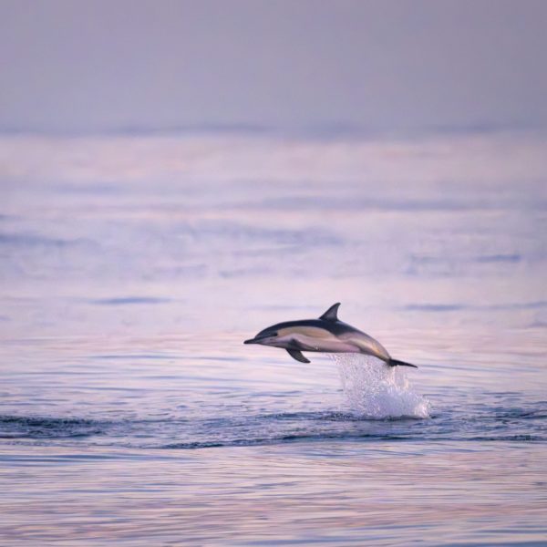Common dolphins in Axial Caldera