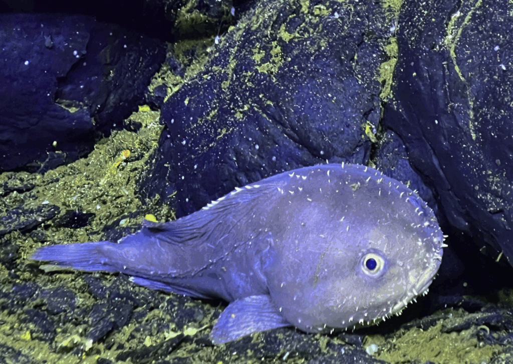 A sculpin (blobfish) snuggles against a lobate basalt in the ASHES Hydrothermal Field. Credit: UW/NSF-OOI/WHOI; J2-1278, V25.