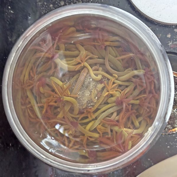 Figure12_WormJar.sm_OParsons_V25UW Figure12_WormJar.sm_OParsons_V25UW