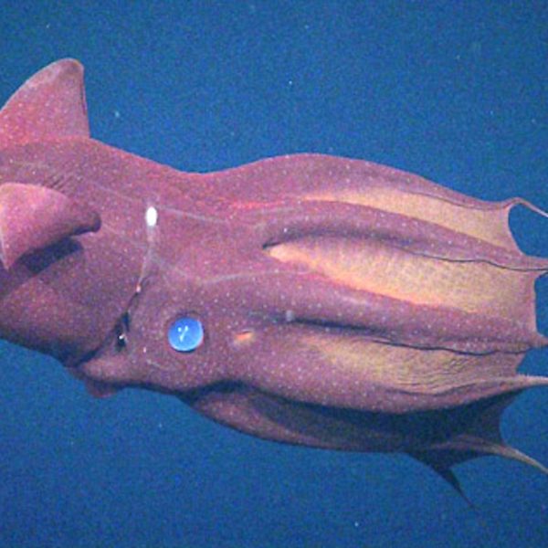 Vampire squid Vampire squid