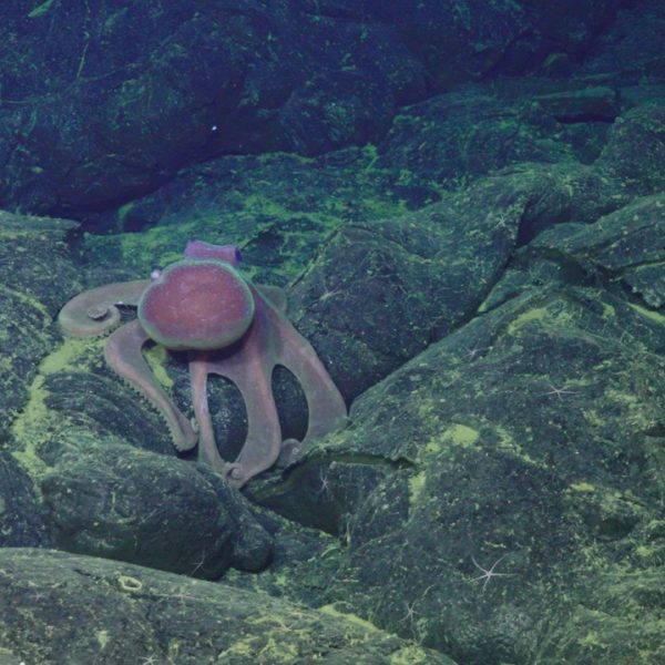 Graneledone octopus with webbed arms near ASHES Graneledone octopus with webbed arms near ASHES