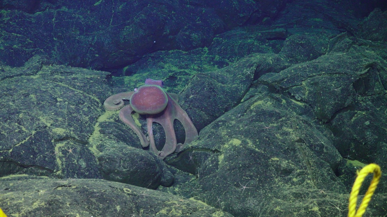 Graneledone octopus with webbed arms near ASHES Graneledone octopus with webbed arms near ASHES