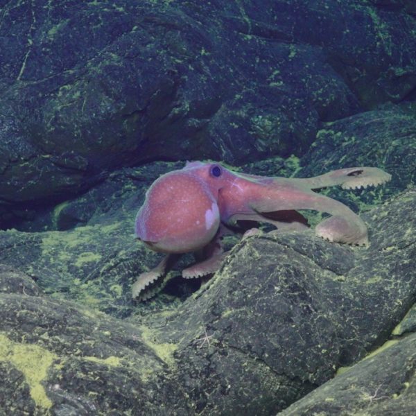 Graneledone octopus near ASHES Graneledone octopus near ASHES