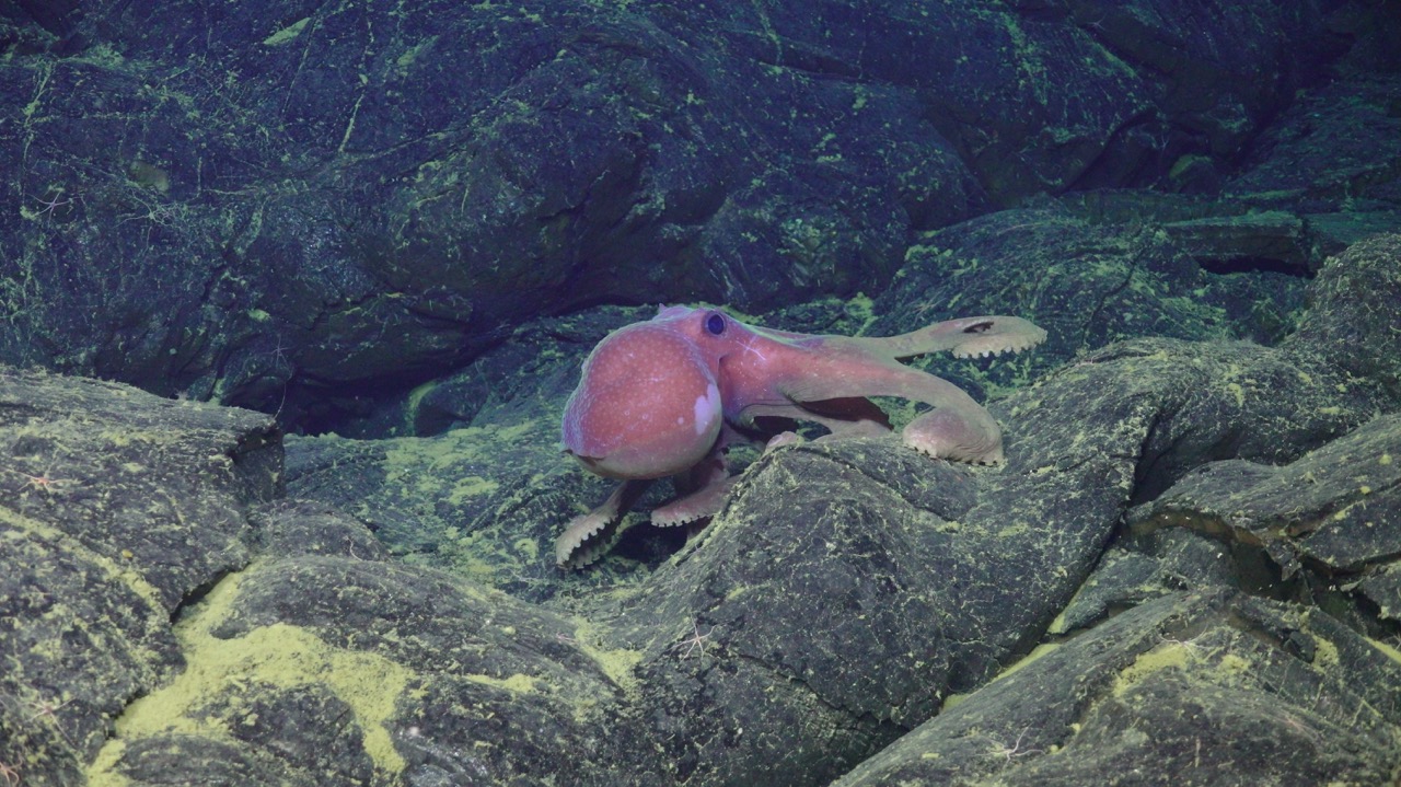 Graneledone octopus near ASHES Graneledone octopus near ASHES