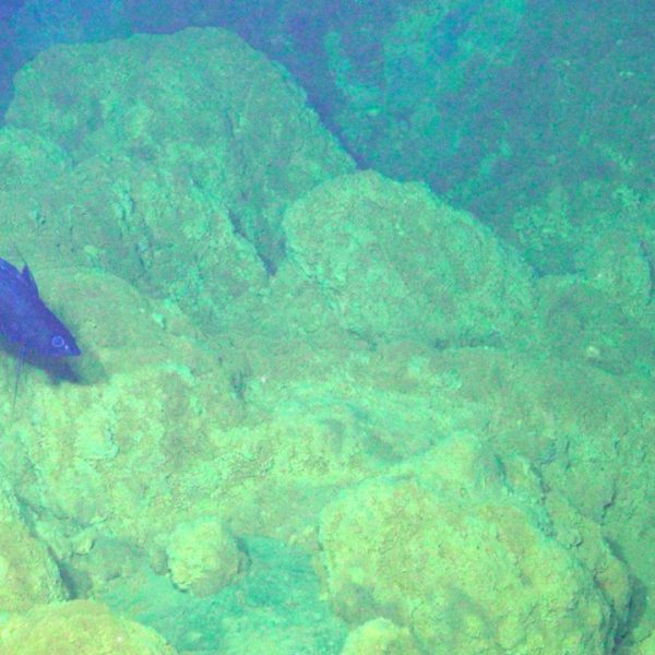 Pacific flatnose at ASHES Pacific flatnose at ASHES