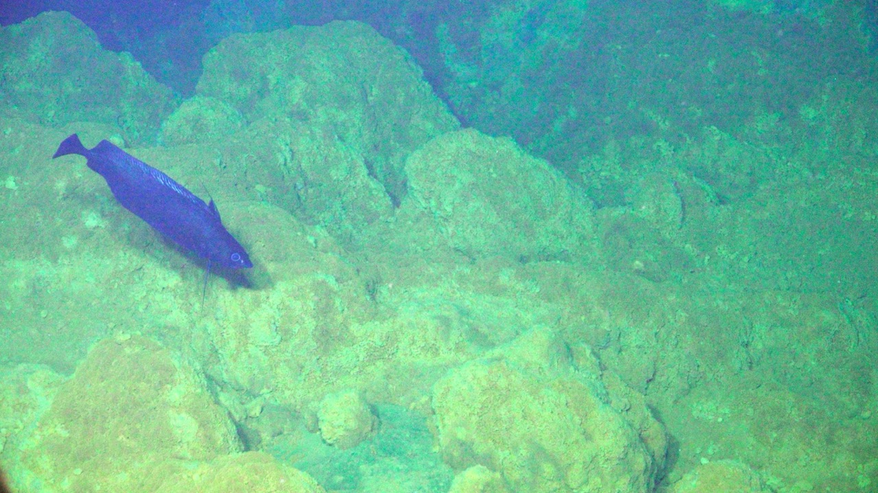 Pacific flatnose at ASHES Pacific flatnose at ASHES