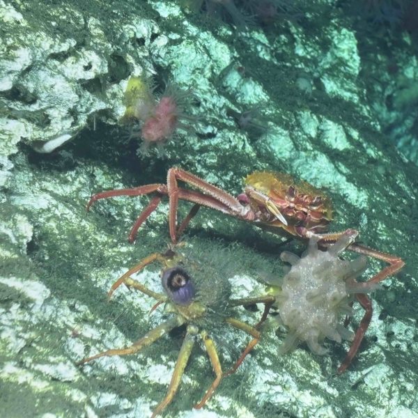 Figure19_CrabFight_V25UW copy Figure19_CrabFight_V25UW copy