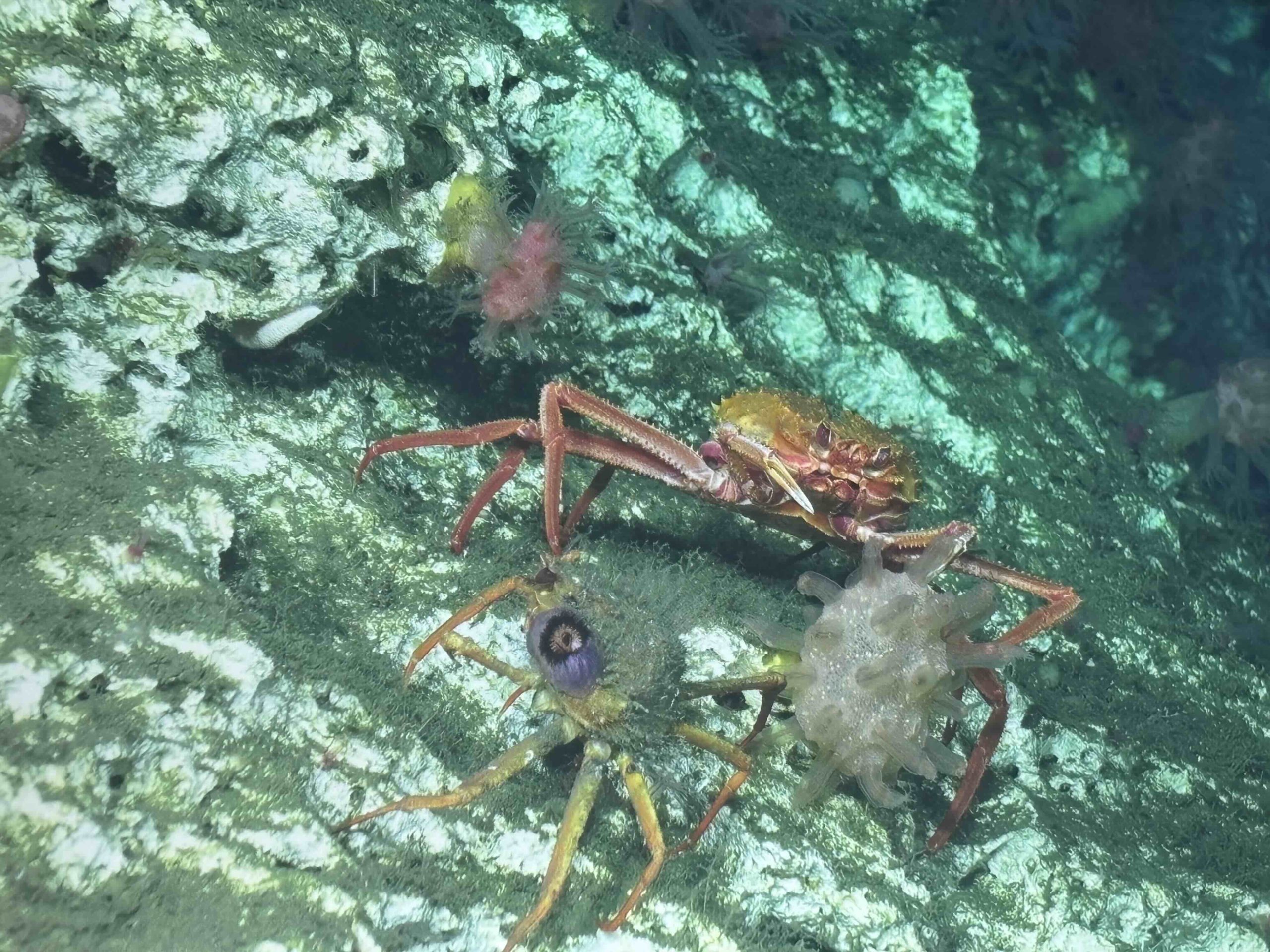 Figure19_CrabFight_V25UW copy Figure19_CrabFight_V25UW copy