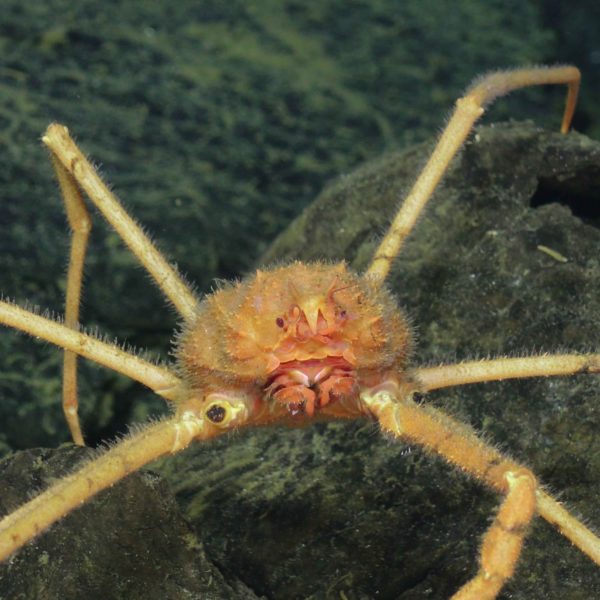 J2-Skadi.crab.sm.sulis_20250824164942 copy J2-Skadi.crab.sm.sulis_20250824164942 copy