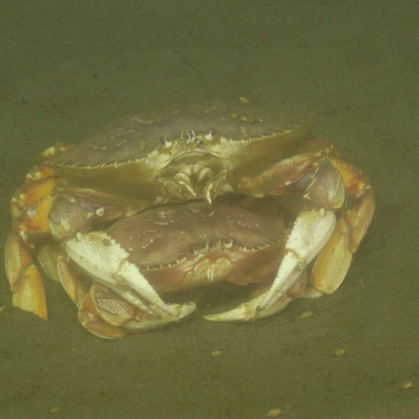 Dungeness crabs "hugging"