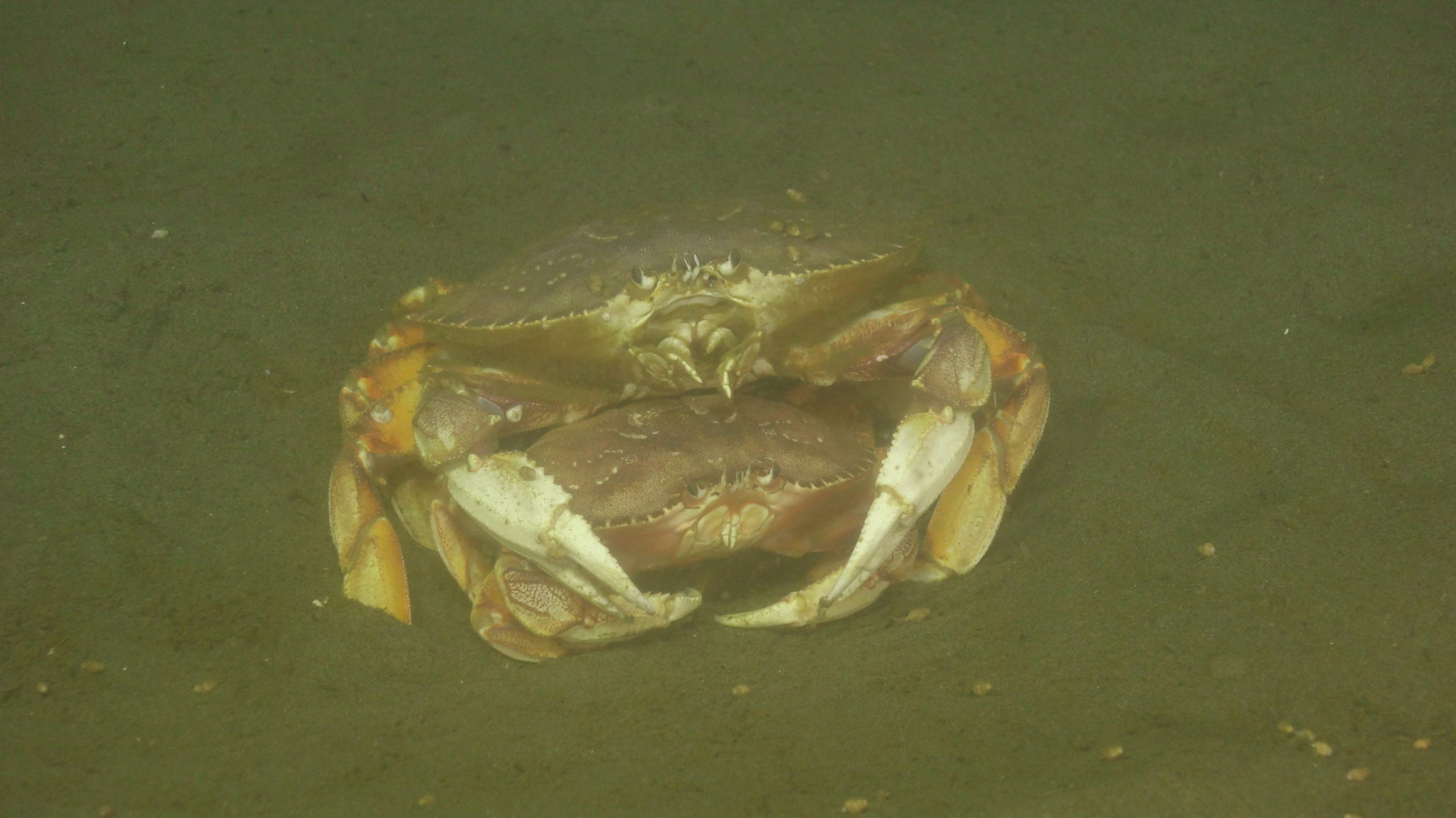 Dungeness crabs "hugging"