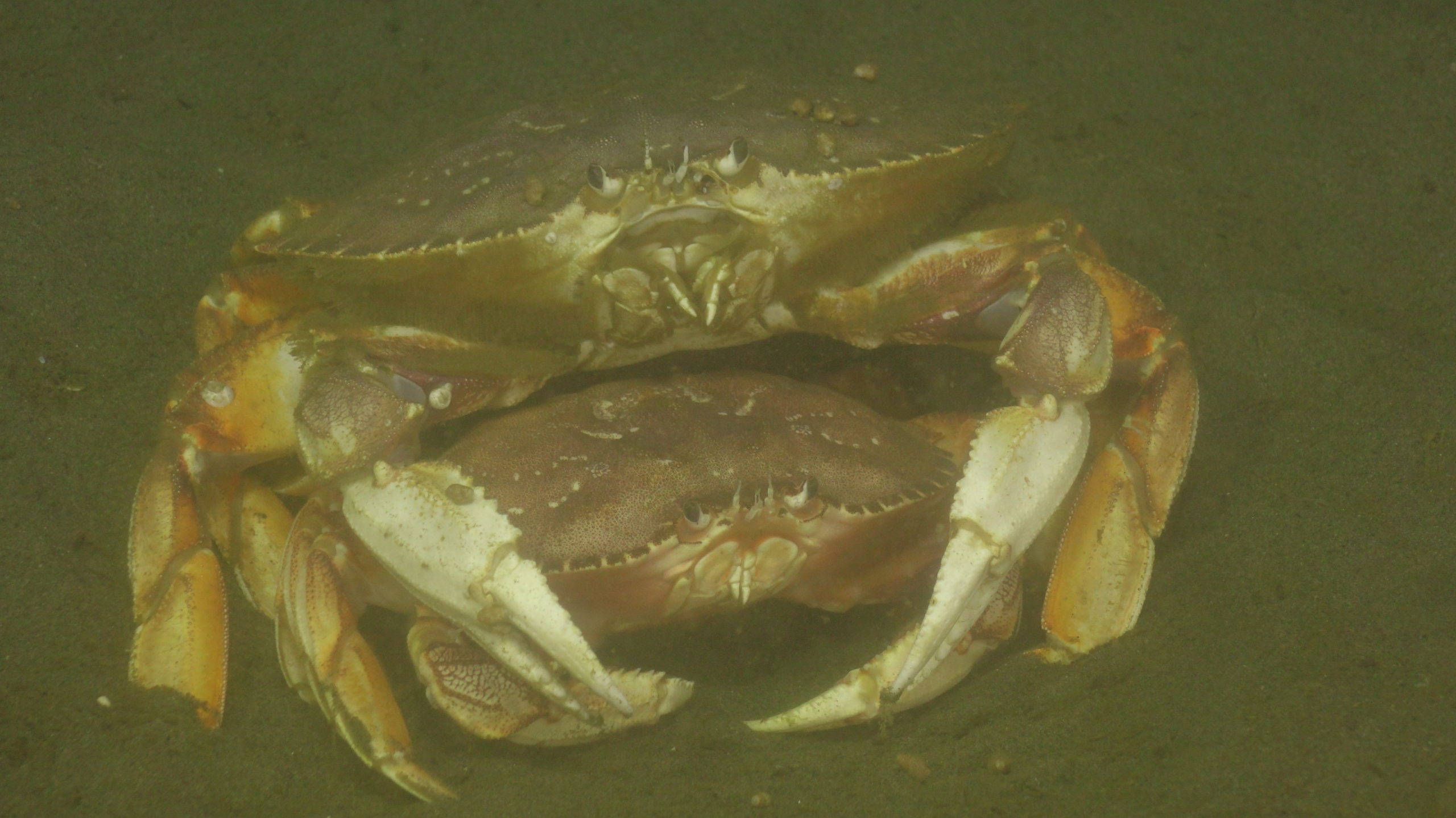 Crab romance