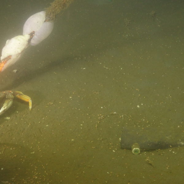 Dungeness crab and OOI cable