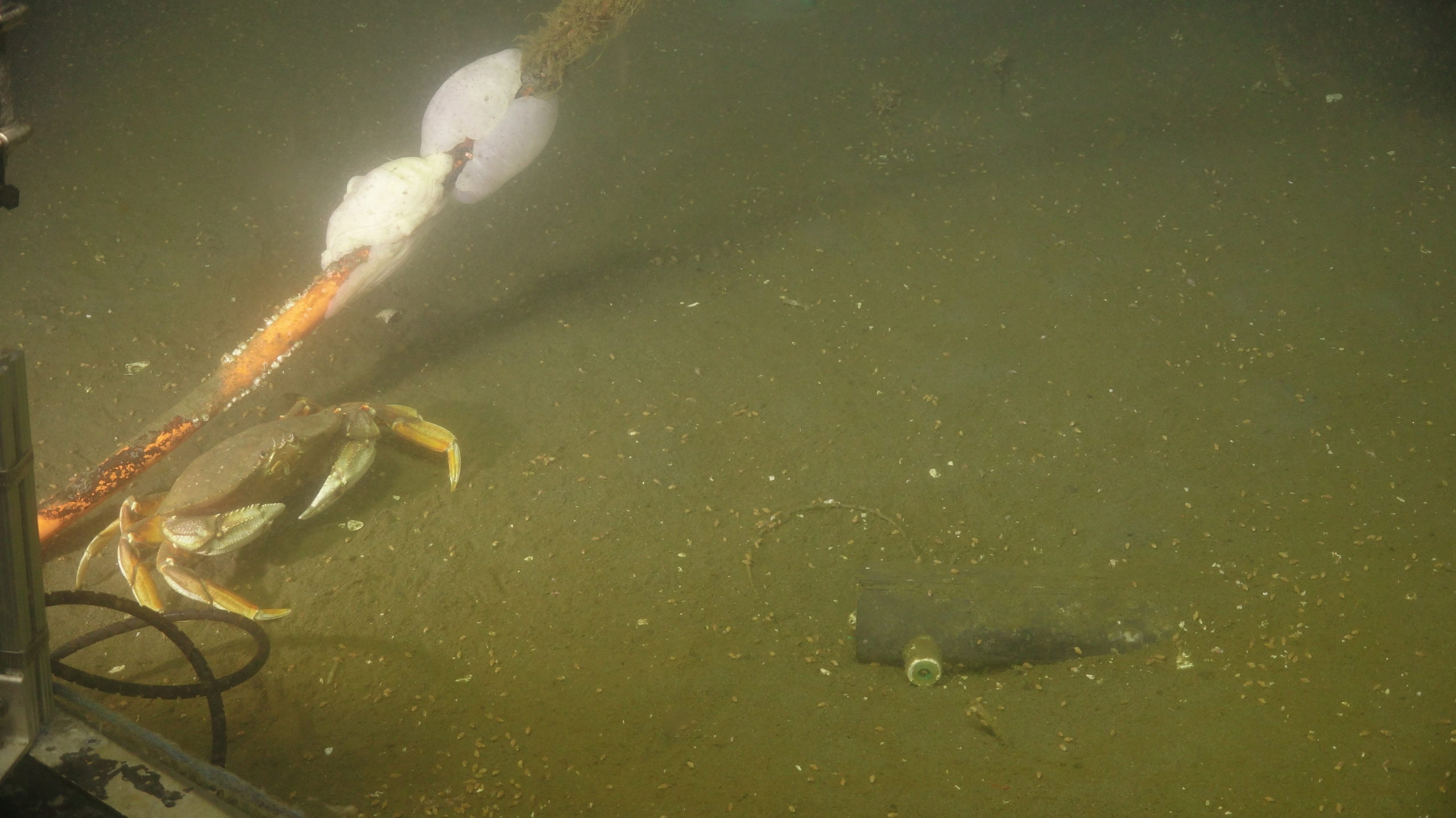 Dungeness crab and OOI cable