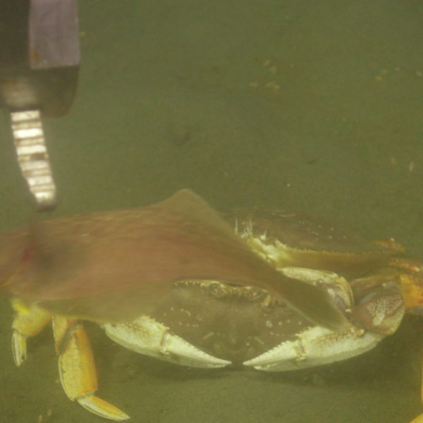 Sole photobombing a crab