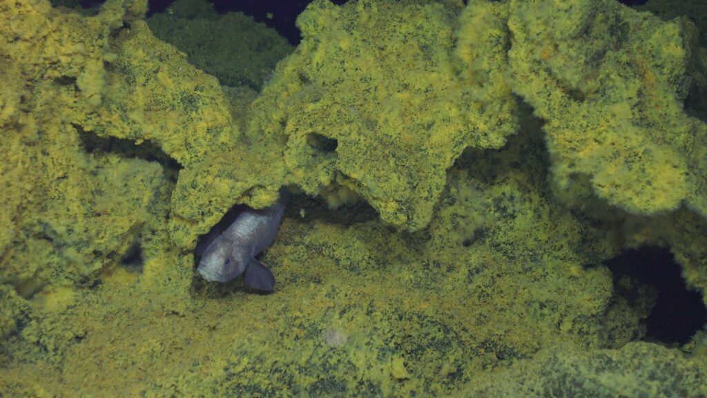 fish poking out of rock crevice