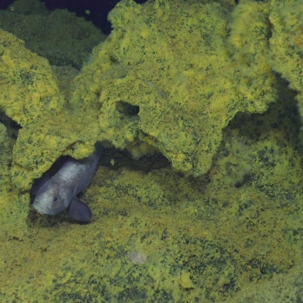 Eelpout at Dymond vent field