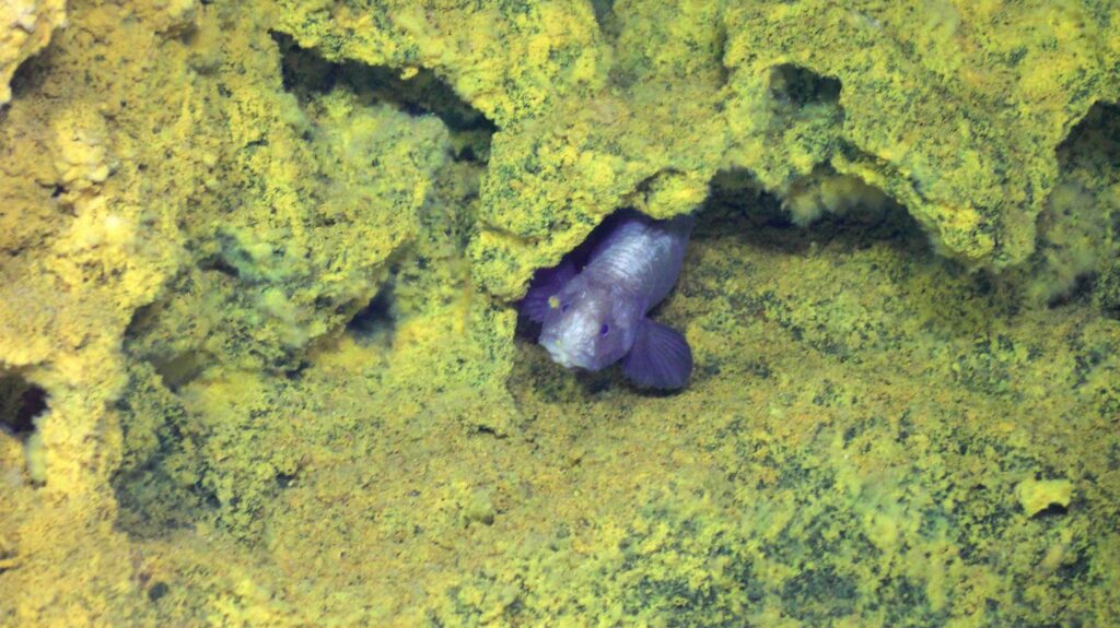 fish facing camera from within a rock crevice