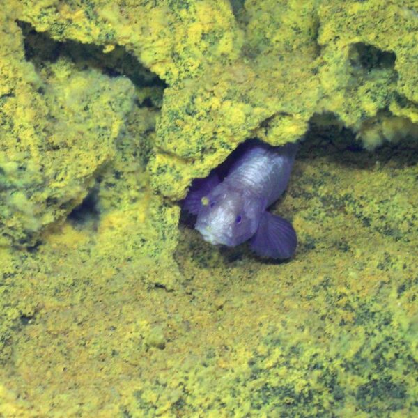 Eelpout facing the camera at Dymond