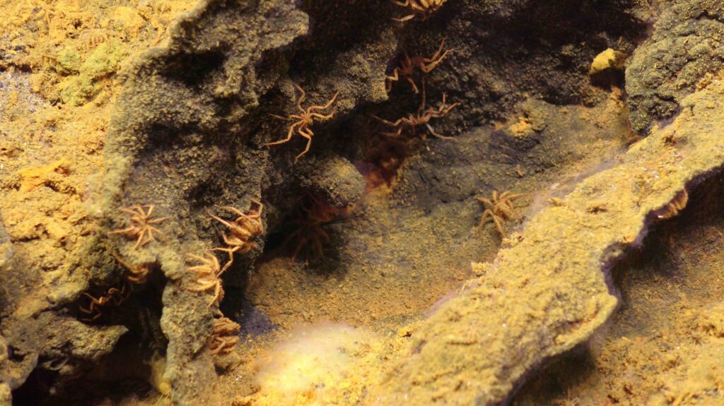 skinny legged orange sea spiders in a crevice