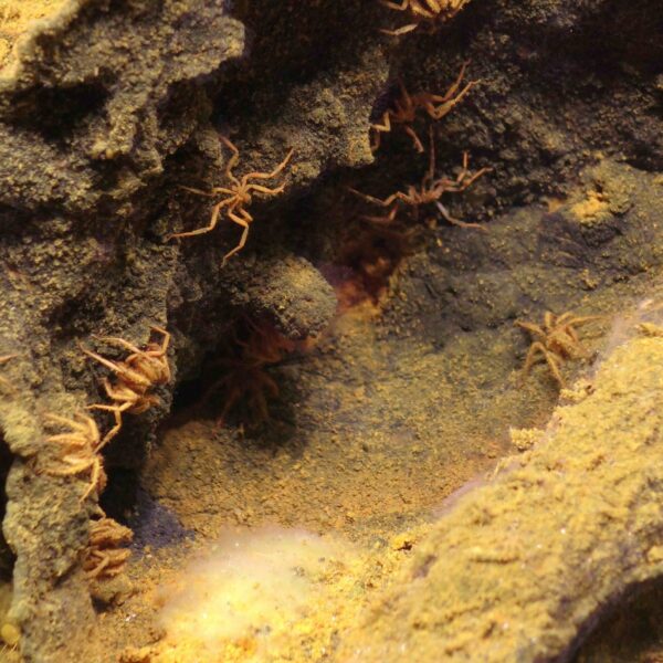 Kingdom of the spiders