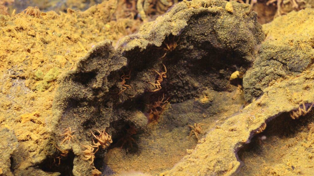 crevice of basalt rock covered in sea spiders