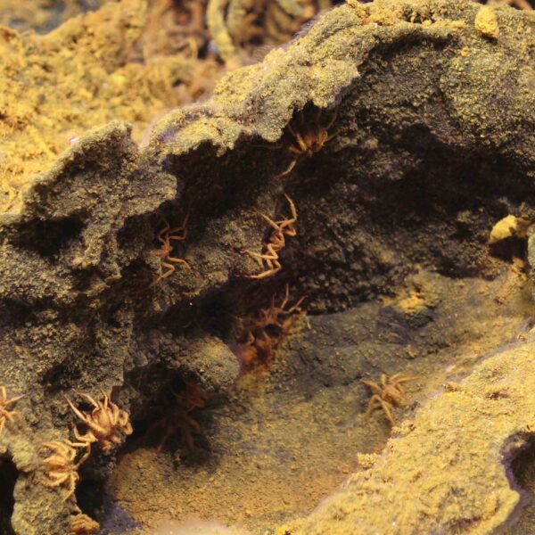 Lots of sea spiders at Dymond