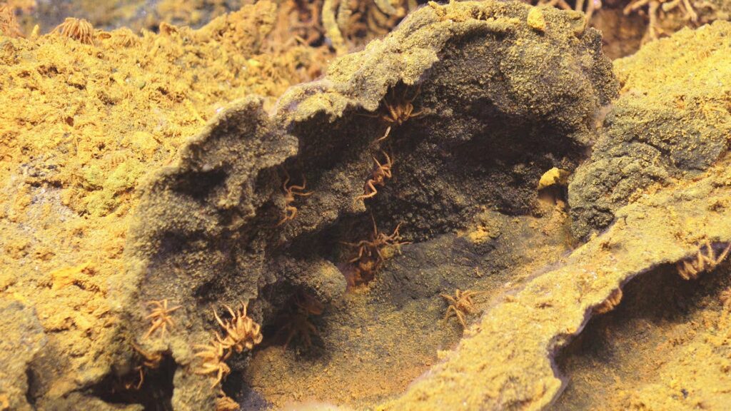 sea spiders in a cave