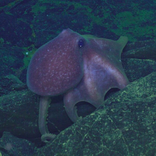 Deep Sea Octopus