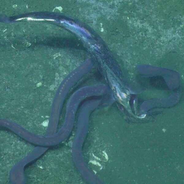 Hagfish Scavenge Fest