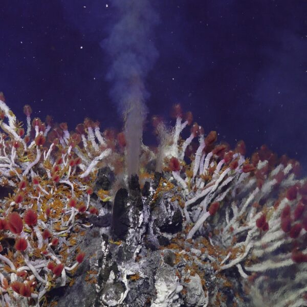 Tubeworm Bundle