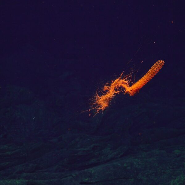 Neon Siphonophore