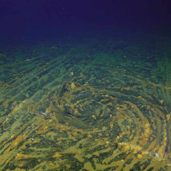 Lava Rosette