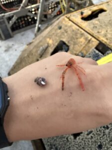 Squat lobster and hermit crab pulled off LJ01D-BEP. Credit: A. Chang, University of Washington; V26