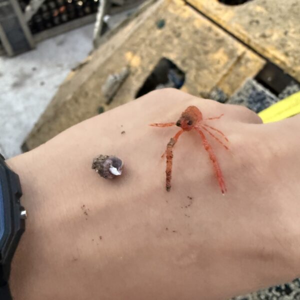 Squat Lobster From BEP Squat Lobster From BEP