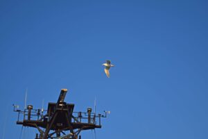 A seagull flying over the Revelle. Credit: I. Fatland, Cornell University; V26.