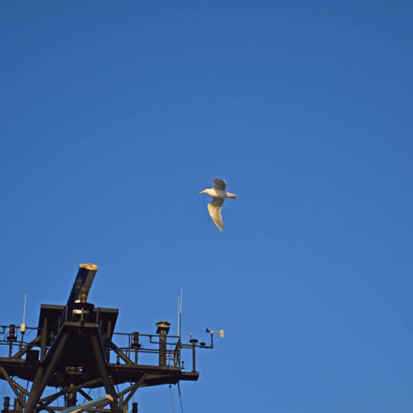 Seagull over the Revelle Seagull over the Revelle