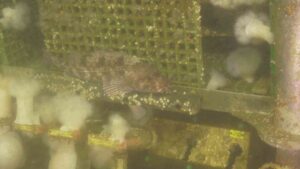 A fish rests on a barnacle encrusted rubber
