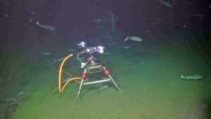 A newly deployed digital still camera at the Oregon Offshore site visited by a "herd" of black cod. UW/NSF-OOI/WHOI; J2-1779, V26.