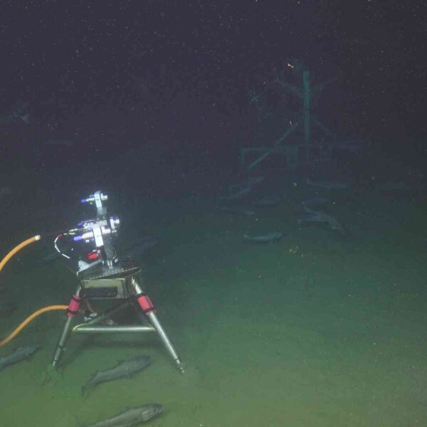 Fish at bottom of sea on dive J2-1779. Fish at bottom of sea on dive J2-1779.