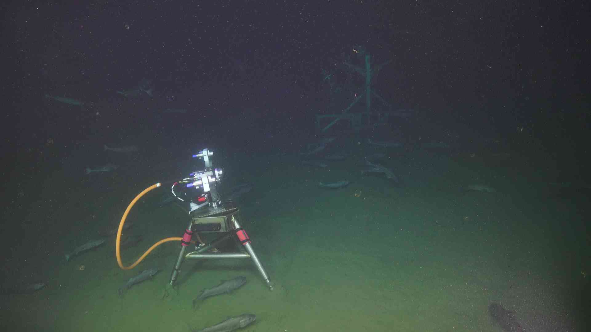 Fish at bottom of sea on dive J2-1779.