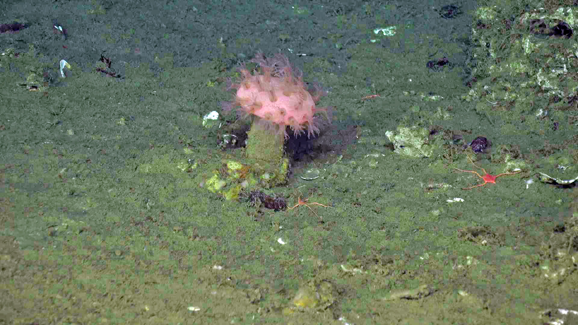 Soft Coral and Brittle Stars