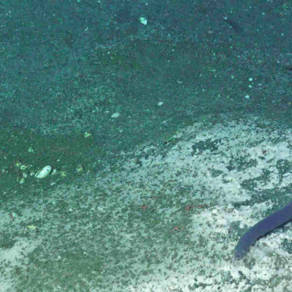 Hag Fish Traversing a Bacterial Mat Hag Fish Traversing a Bacterial Mat