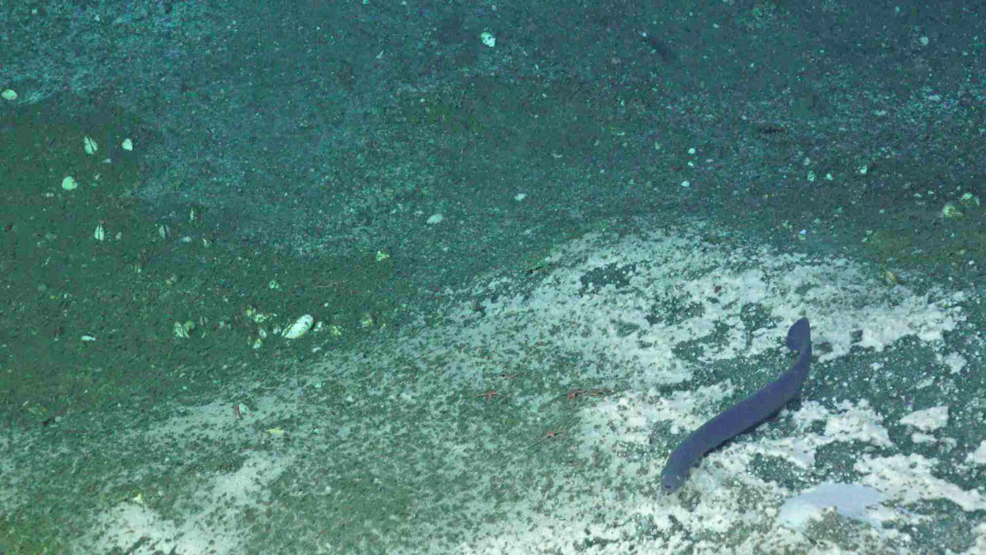 Hag Fish Traversing a Bacterial Mat