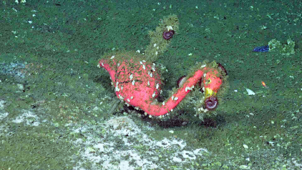 MBARI Flamingo SciCam.20260811_122059324