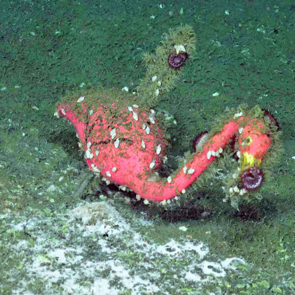MBARI Pink Flamingo MBARI Pink Flamingo