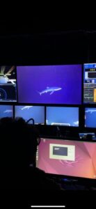 Shark at Southern Hydrate Ridge